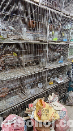 ৮টি খাচা বিক্র‍য় হবে ৪টি করে সাড়ি